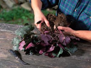 fall garden cleanup 