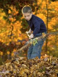 fall clean up tips 
